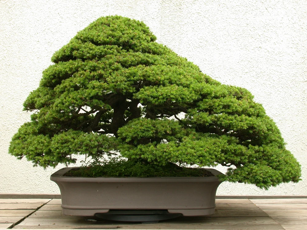 Japanese Collection — National Bonsai Foundation